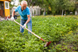 © JackF - Farmer weeds potatoes with a hoe in the garden. High quality photo