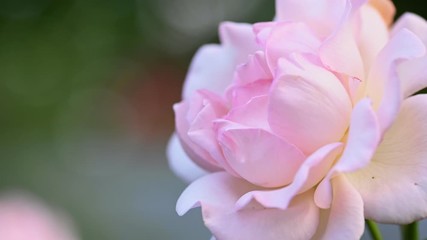 Fotomurales - Pinkish white rose in garden