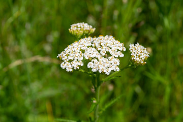 Wall Mural - medicinal yarrow, tea