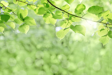 Wall Mural - green leaves background, tree branch with leaves and bright rays of the sun in summer, soft focus and bokeh effect, free space, blank for design