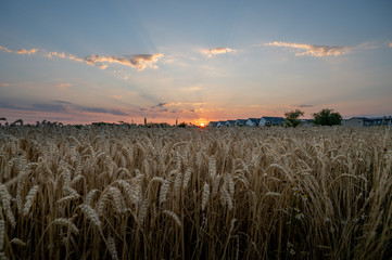 Wall Mural - A field of wheat on the border to the city with houses visible on the horizon while a beautiful sunset is displayed above Lund, Sweden