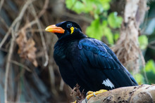 A Common Hill Myna (Gracula Religiosa), Sometimes Spelled "mynah" And Formerly Simply Known As The Hill Myna Or Myna Bird
