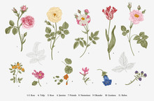 Flowers. Set. Botanical Floral Vector Illustration.