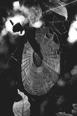 web spider