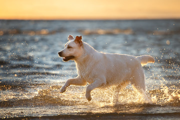 Poster - labrador dog running on the beach at sunset