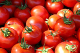 Fototapeta Kuchnia - fresh and organic tomatoes in a market