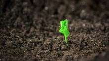 Time Lapse Footage Of A Pea Seedling Growing Out Of The Fertile Dark Soil Into A Small Plant