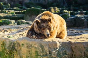 Big brown bear. The brown bear (Ursus arctos) is a bear that is found across much of northern Eurasia and North America.