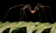 Macro Of Opilione Spider Aka Harvestman, Harvester, Or Daddy Longlegs