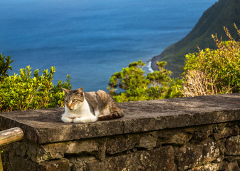 Cat in the Azores