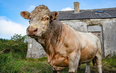 Wall Mural - Large adult male Bull in rural Ireland setting.