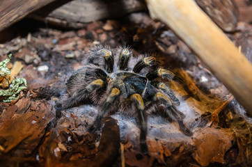 Large spider from the family of tarantulas sitting in a nest 