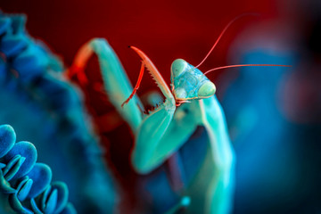 Sticker - Close up of pair of Beautiful European mantis ( Mantis religiosa )