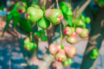 Wall Mural - Fresh water apple or rose apple fruit hanging on tree.