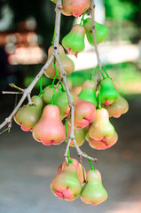 Wall Mural - Fresh water apple or rose apple fruit hanging on tree.