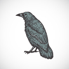 Wall Mural - hand drawn colorful halloween scary crow vector illustration. abstract raven sketch. engraving style