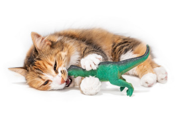 Wall Mural - Cat with toy dinosaur in mouth and between the front paws while lying sideways. Playful kitty biting or chewing a large plastic kid toy. Calico long hair fluffy female cat.  Isolated on white.