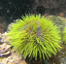 Green Sea Urchin (Lytechinus Semituberculatus) On Foca Island, North Peru