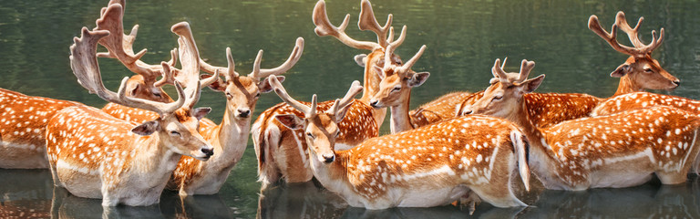 Wall Mural - Large group of fallow deer resting in pond water on summer. Herd animals dama dama swim chill in river on hot day. Wildlife beauty in nature. Web banner header for a website.