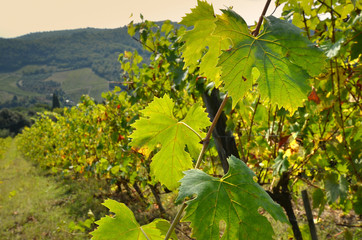 green vine leaves in Chianti region, Tuscany. Italy