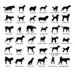 Large dog breed collection vector silhouette isolated on white background: american Staffordshire, pit bull terrier, wire fox terrier, welsh corgi Pembroke and cardigan, Manchester terrier...
