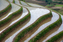 China, Guangxi, Guilin, Longsheng, Terraced Rice Fields