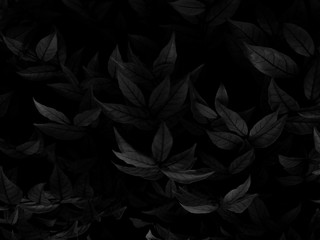 Wall Mural - Beautiful abstract color gray and white flowers on dark background and light pink flower frame and dark leaves texture, dark background, colorful graphics banner, white leaves, black leaves