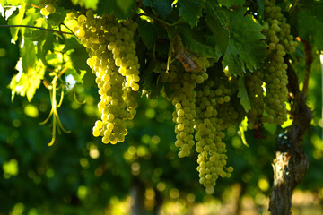  white bunches of grapes on vineyards in Chianti region. Tuscany, Italy.