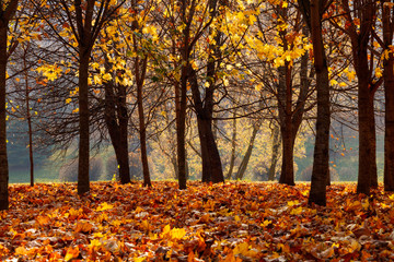 Wall Mural - Nature Autumn landscape in Sunny october day