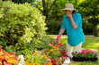 © SuperStock - Senior Caucasian woman gardening in her yard, planting flowers in front of house covering her mouth as she is having an allergy attack