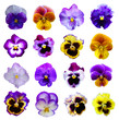 Pansies on White background
