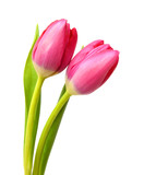 Fototapeta Tulipany - spring flowers tulips isolated on white background
