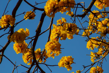 Vários cachos de flores em galhos de ipê amarelo.