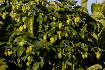 Wall Mural - Hops. The flowers  are used primarily as a bittering, flavouring, and stability agent in beer, to which, in addition to bitterness, they impart floral, fruity, or citrus flavours and aromas