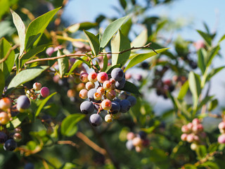 Wall Mural - Blue berry 