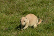 Hungry juvenile Prairie Dog, Cynomys ludovicianus, foraging for tasty tidbits in grass