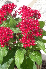 Wall Mural - Red Pentas, Egyptian Star Flower