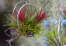  Air Plant In Pots  Bokeh Background