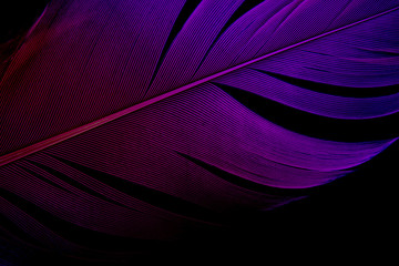 Wall Mural - close-up colorful purple feather texture line on dark or black background