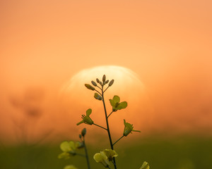 Canola isolated with sun rising behind