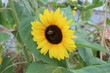 Sunflower and busy bumblebee