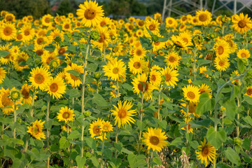  many yellow sunflowers stand in one field of sunflowers