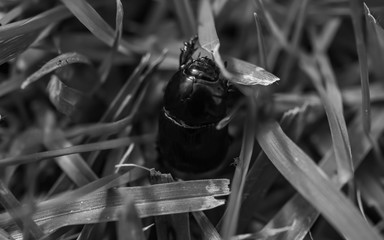 Wall Mural - black and white photo of a beetle on the grass