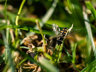 Wall Mural - insect on the grass
