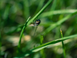 Wall Mural - insect on the grass