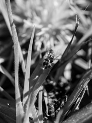 Wall Mural - insect on the grass