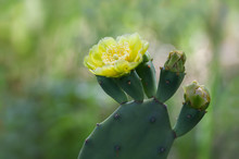 Yellow Flower And Buds Of Prickly Pear Cactus