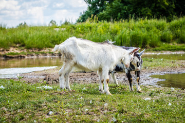 Young goats butting horns in a green field by the river. Playing young goats outdoors