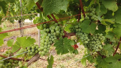 Canvas Print - raisins vigne culture vin Moselle vallée