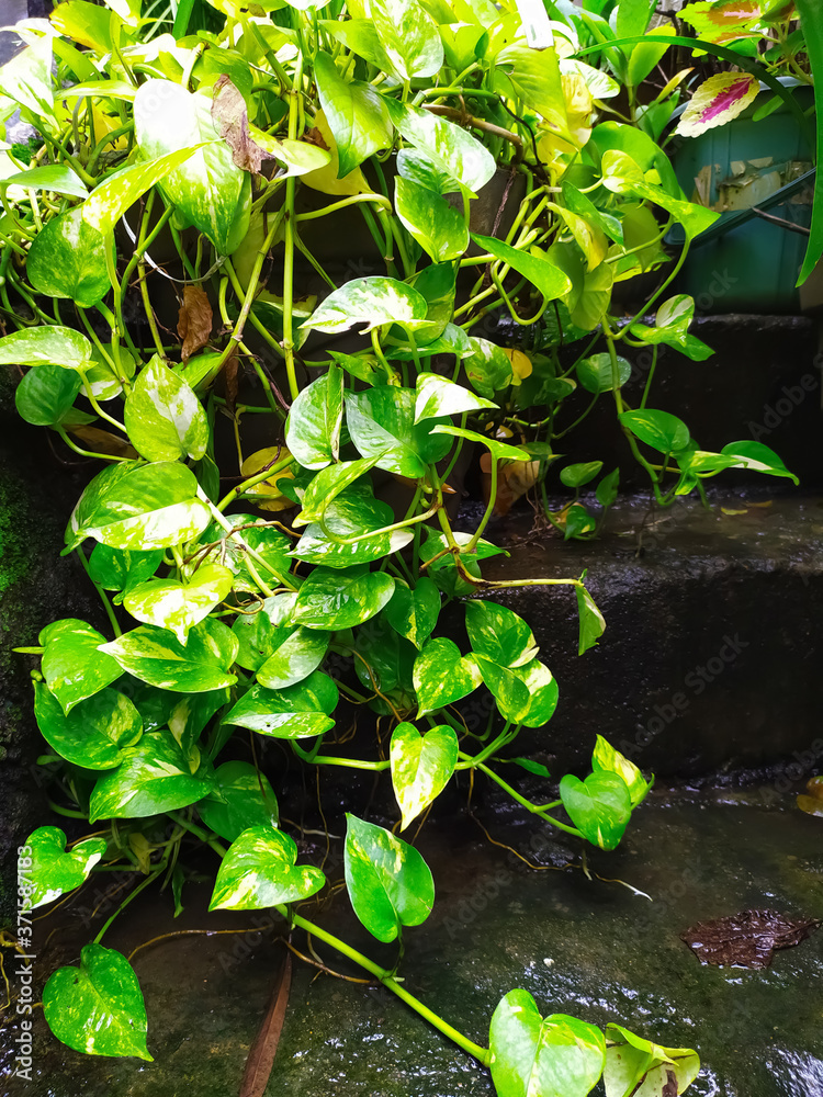 twigs of money plant sprouting out of a pot. Epipremnum aureum/pinnatum or  Scindapsus aureus is the scientific name for money plant. Common names are  Pothos, Devils Ivy and Silver Vine. Stock Photo |